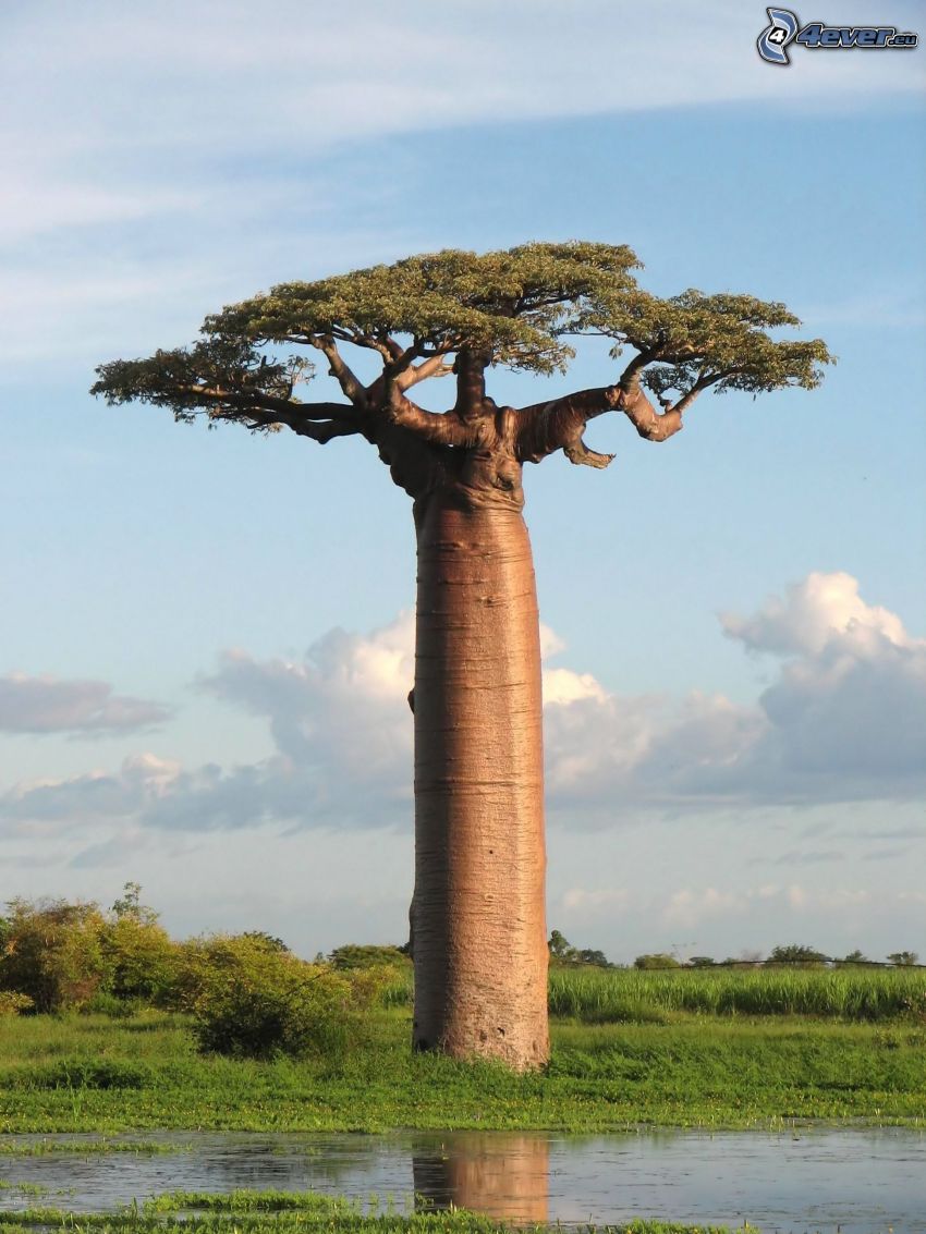 baobaby