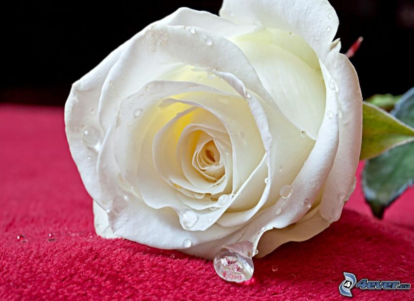 biela ruža
