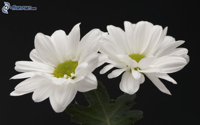 biele kvety
