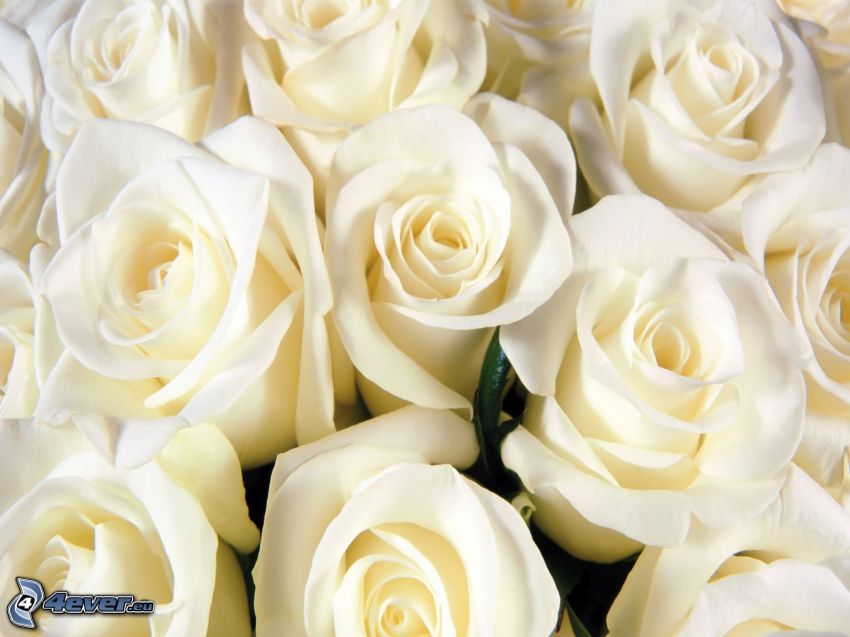 biele ruže