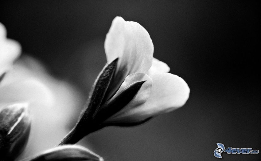 biely kvet, čiernobiela fotka