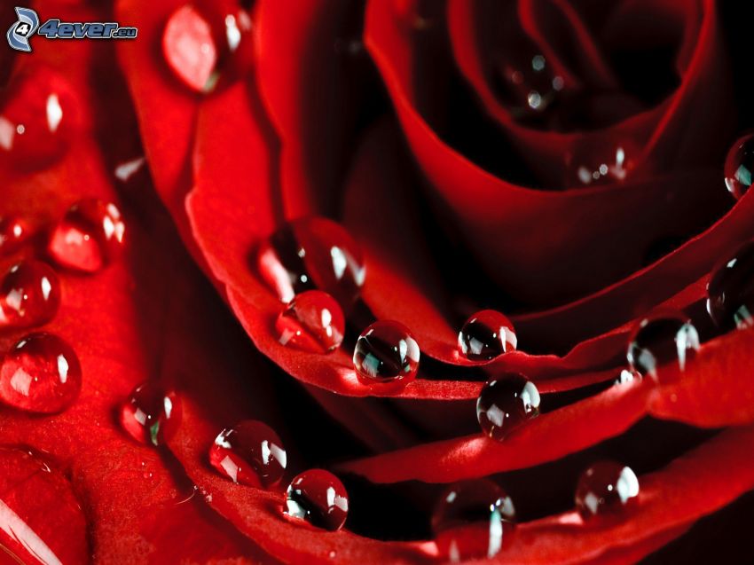 červená ruža, kvapky vody, makro