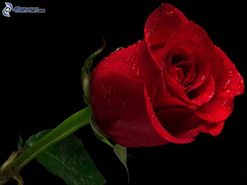 červená ruža, kvapky vody