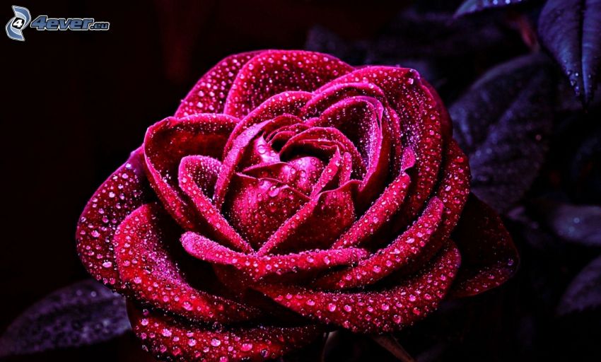 červená ruža, kvapky vody