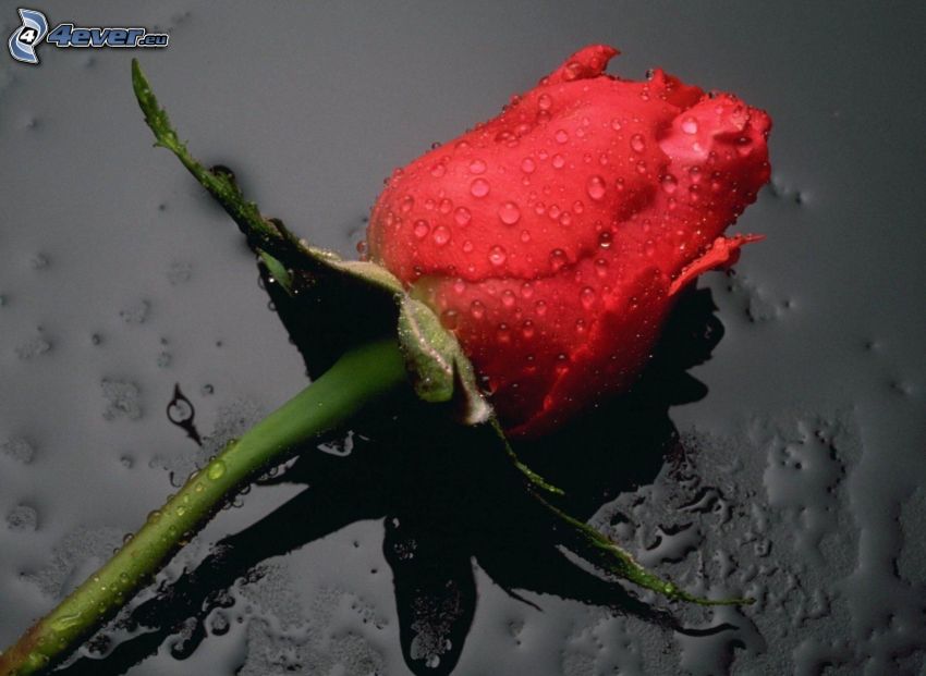 červená ruža, kvet, kvapky, zarosená ruža