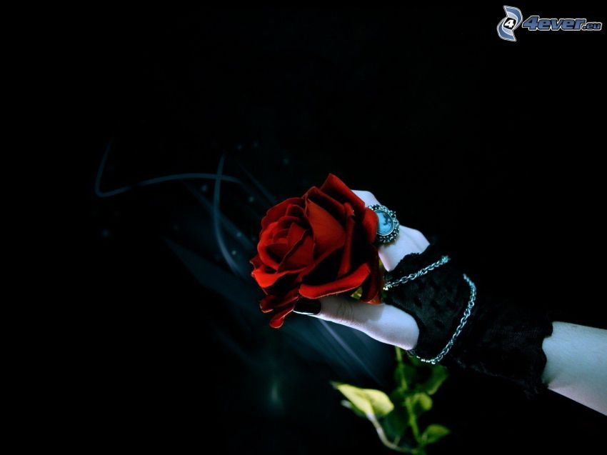 červená ruža, ruka