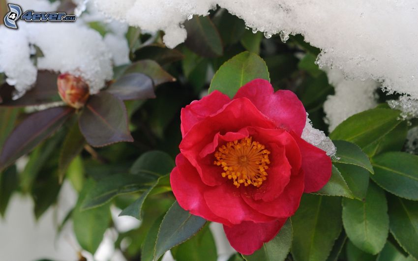 červená ruža, sneh