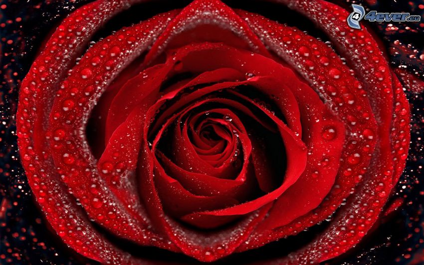 červená ruža, zarosená ruža, kvapky vody
