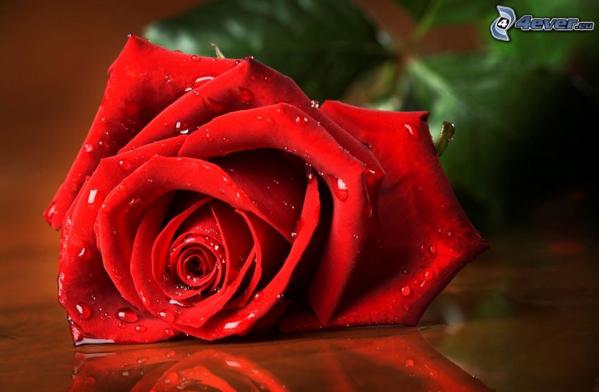 červená ruža, zarosená ruža