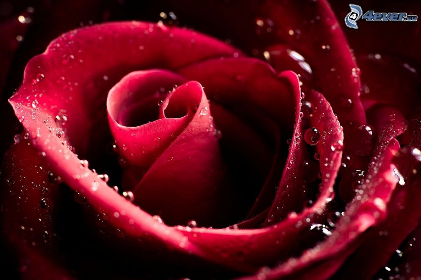 červená ruža, zarosená ruža