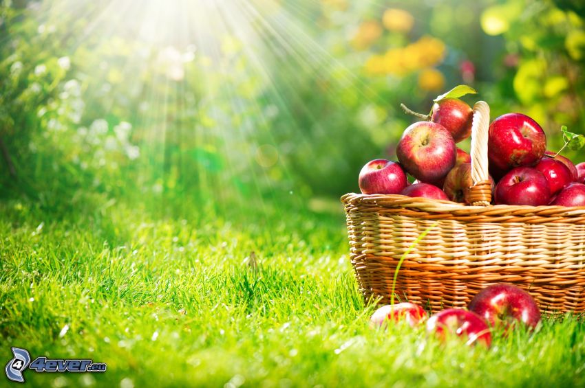 červené jablká, košík, slnečné lúče, tráva