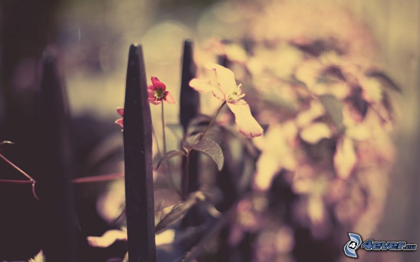 červené kvety, plot