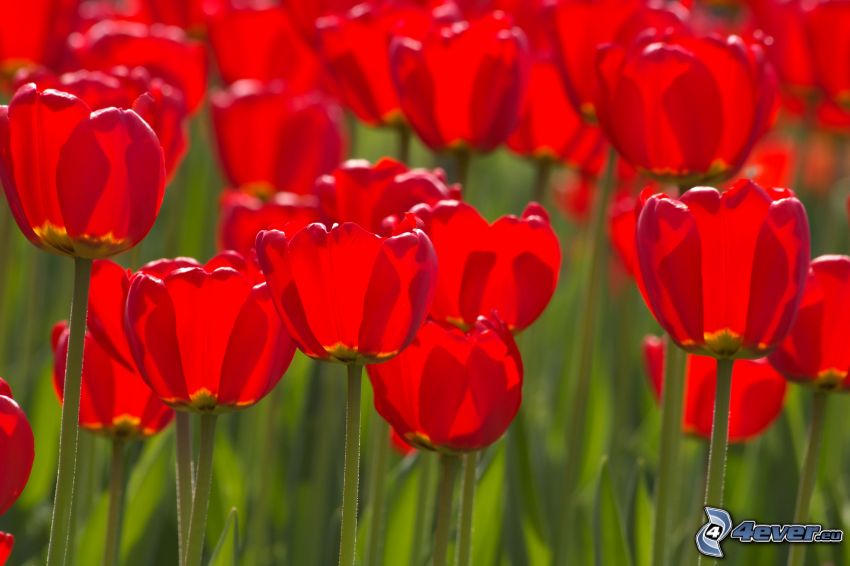 červené tulipány