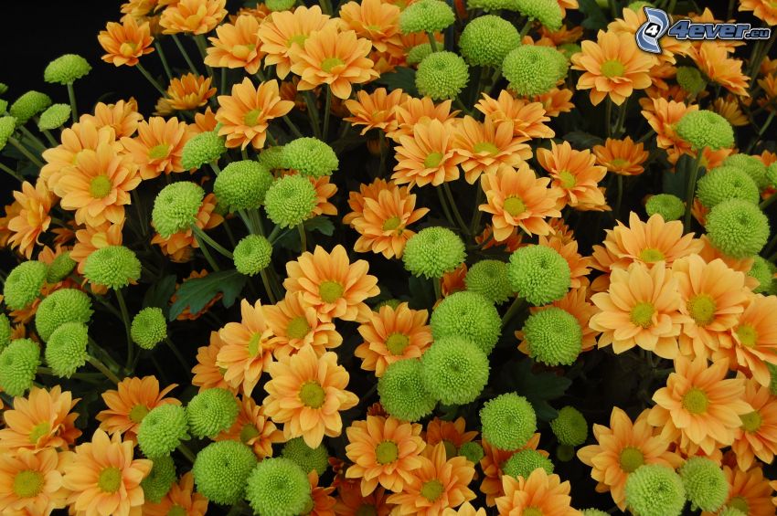 chryzantémy, oranžové kvety
