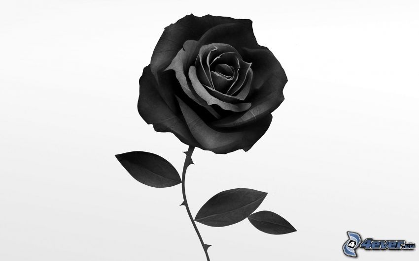 čierna ruža