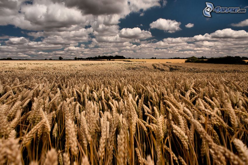 dozreté pšeničné pole, oblaky