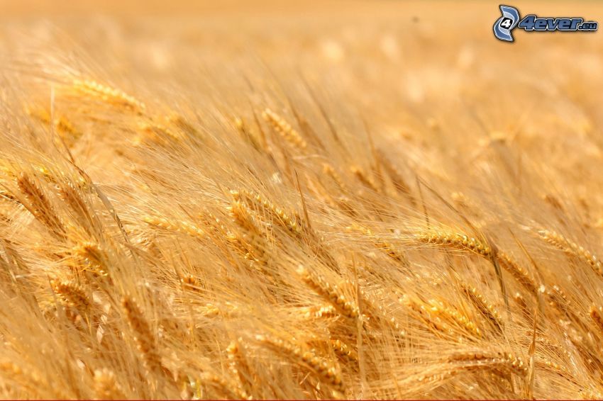 dozreté pšeničné pole