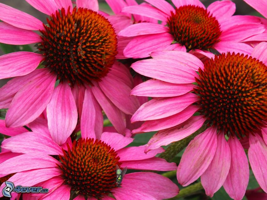 Echinacea, ružové kvety