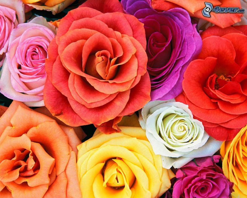 farebné kvety