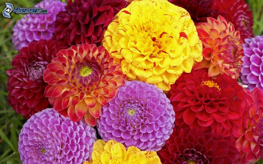 farebné kvety