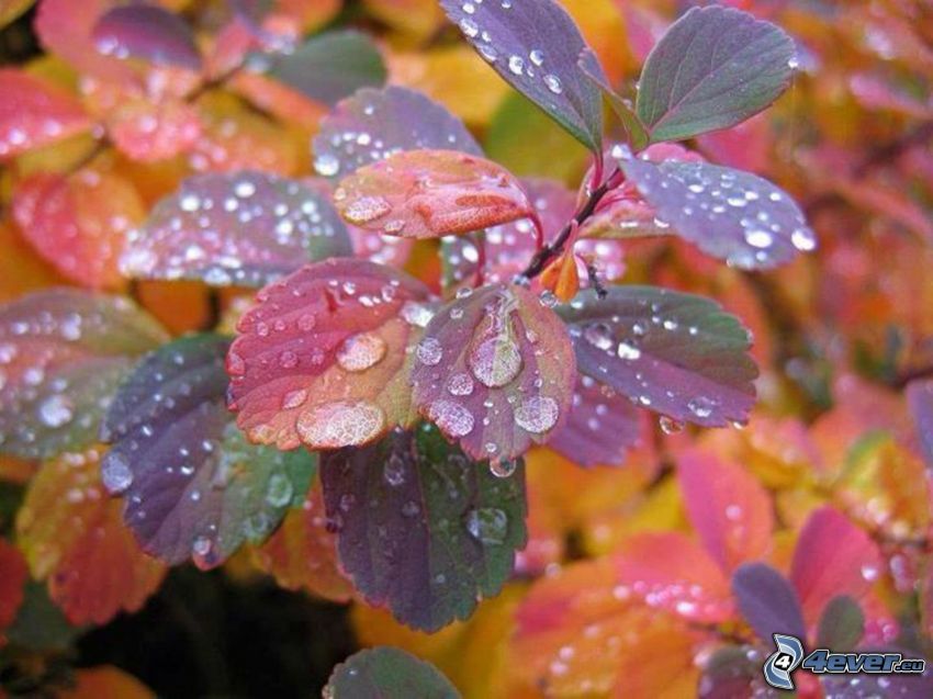 farebné listy, kvapky vody