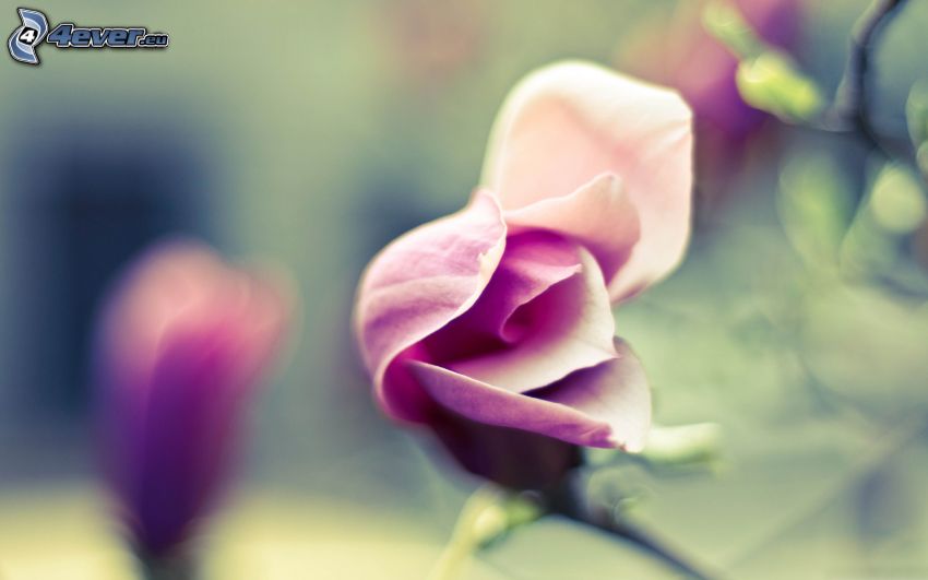 fialová ruža