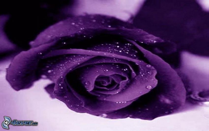 fialová ruža