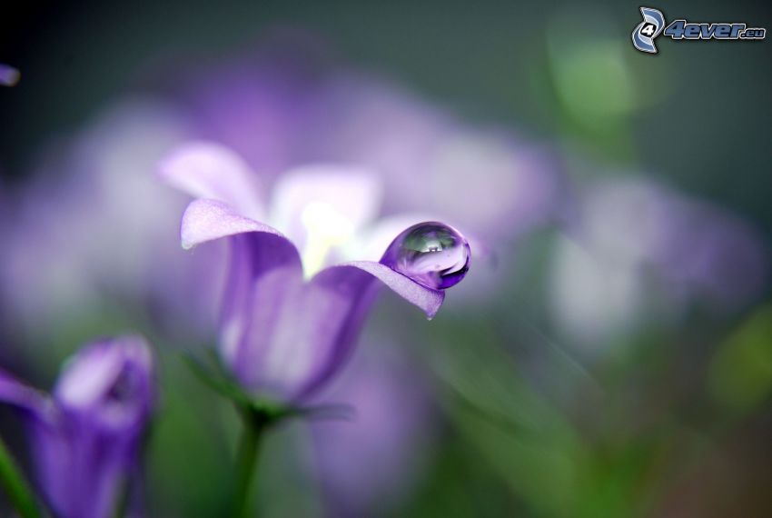 fialové kvety, kvapka vody