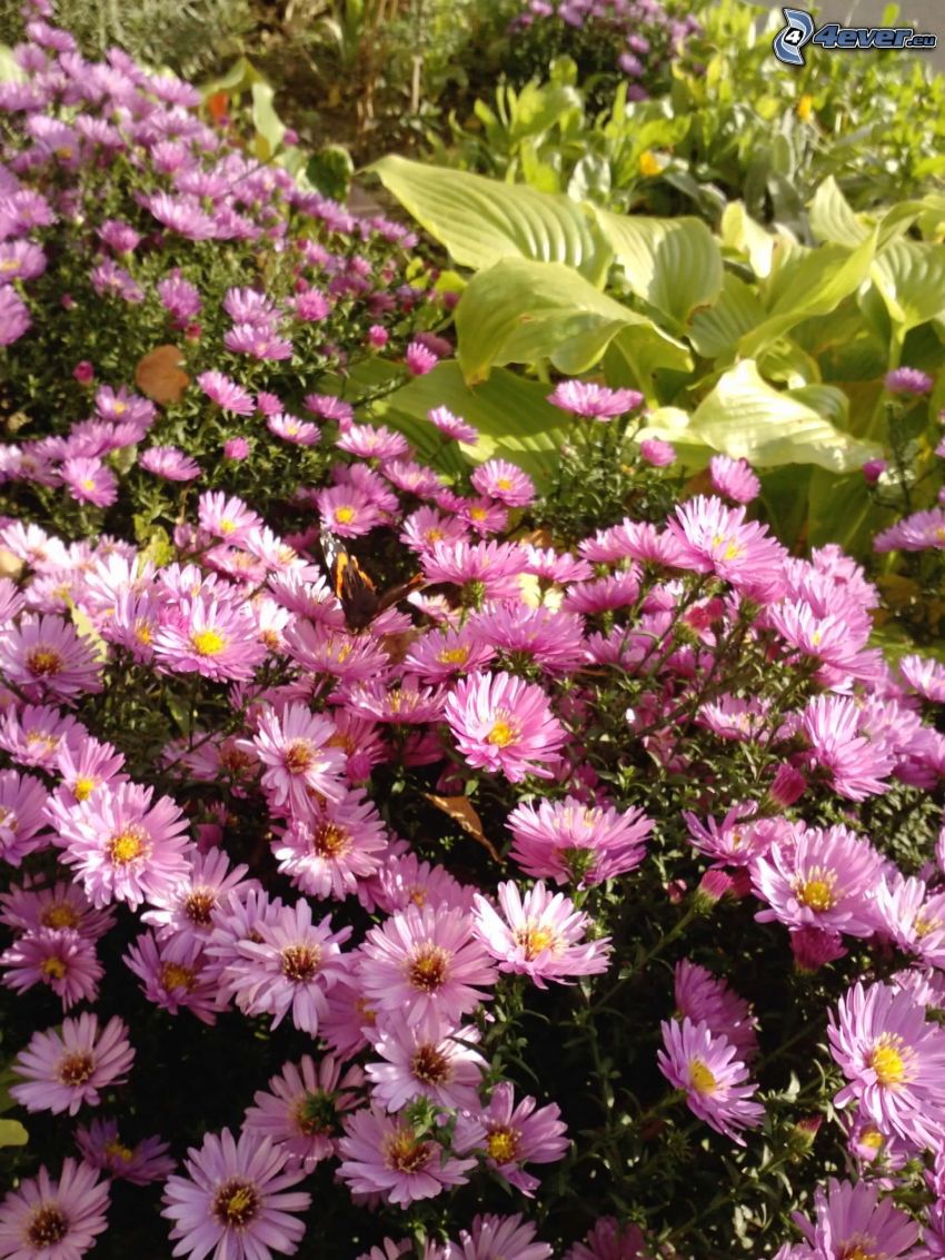 fialové kvety, listy