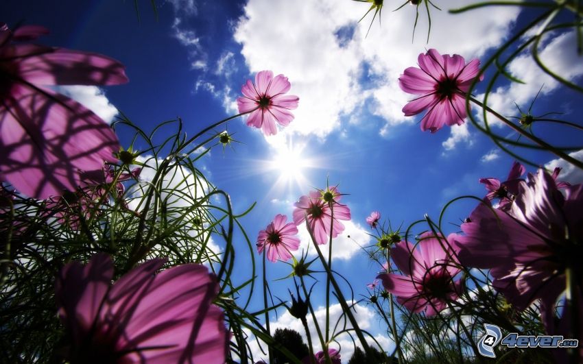 fialové kvety, slnko