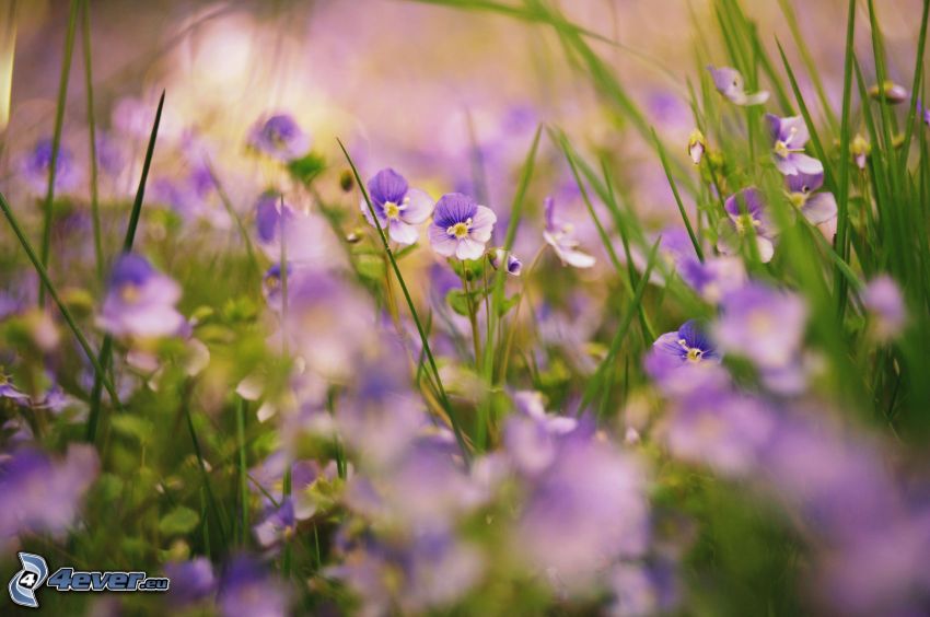 fialové kvety, tráva