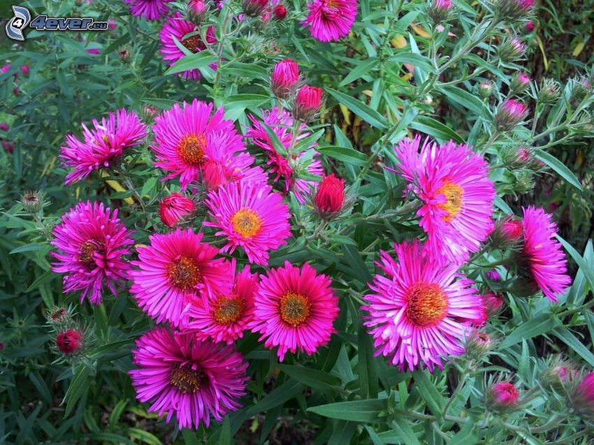 fialové kvety