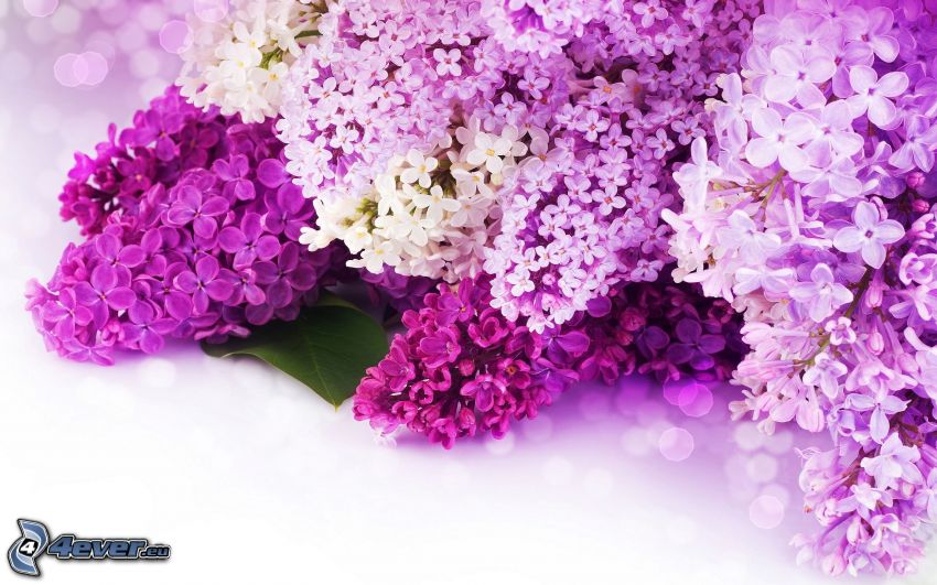 fialové kvety