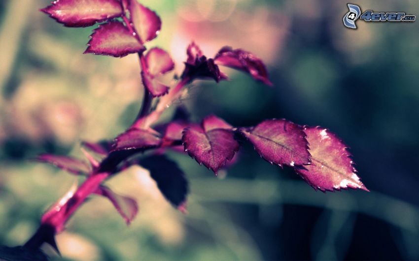 fialové listy, ruža