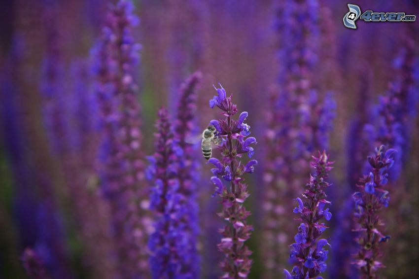 fialové rastliny, včela na kvete