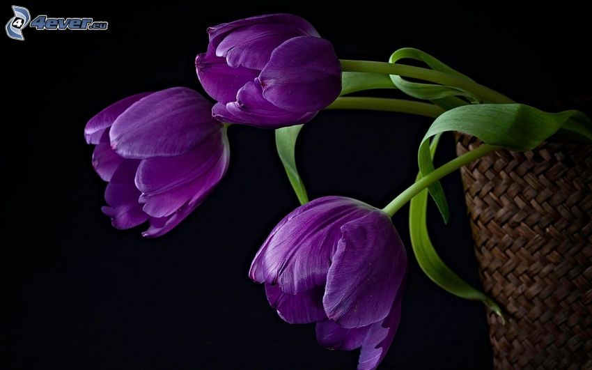 fialové tulipány, košík