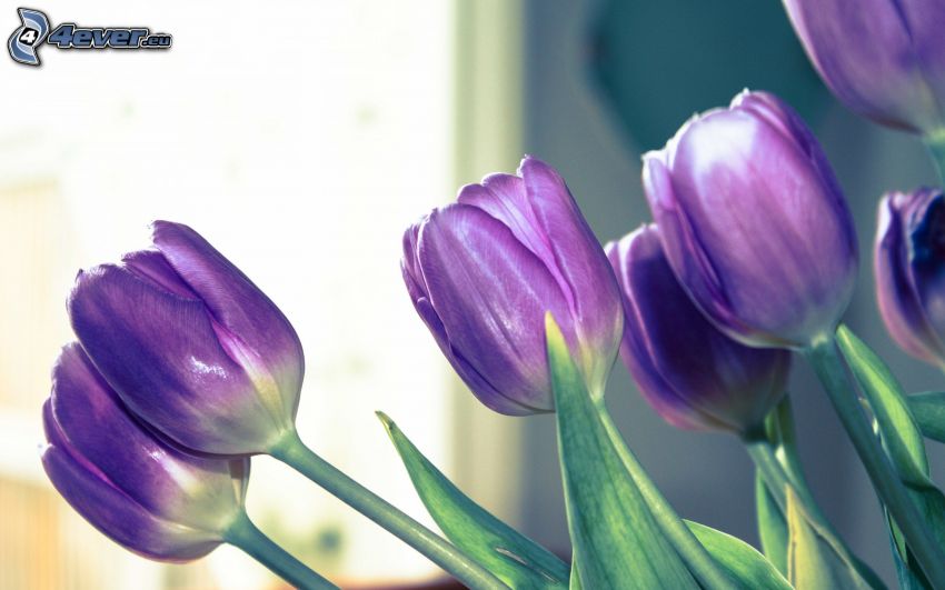 fialové tulipány