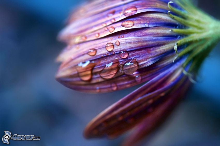 fialový kvet, kvapky vody, lupene