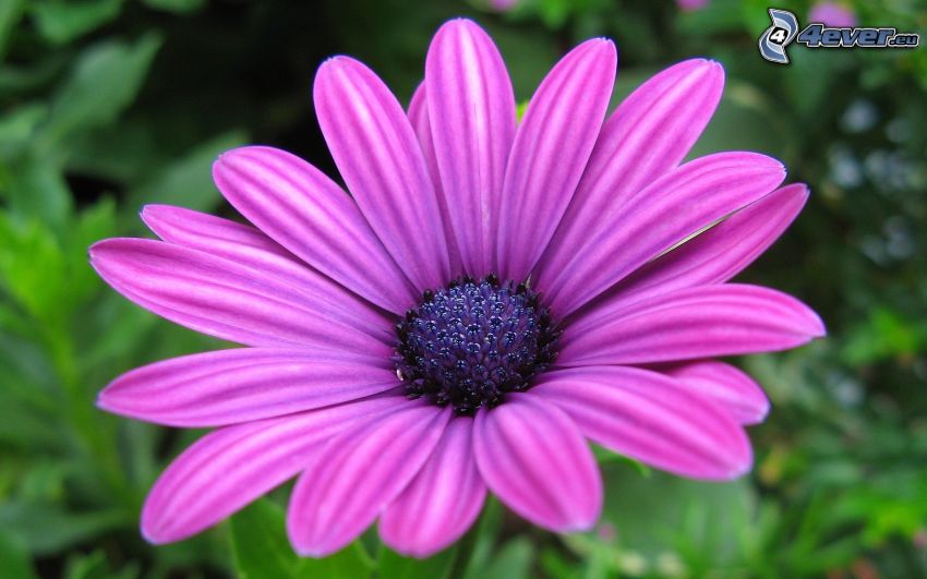 fialový kvet