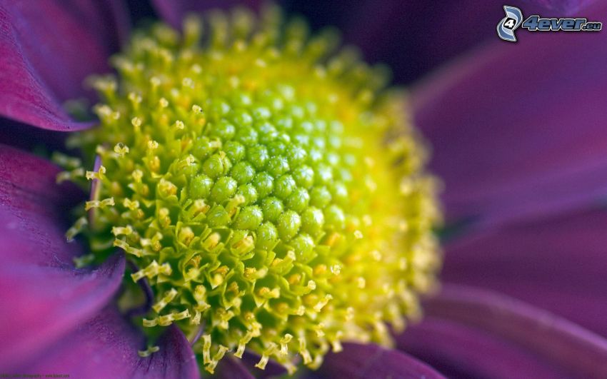 fialový kvet