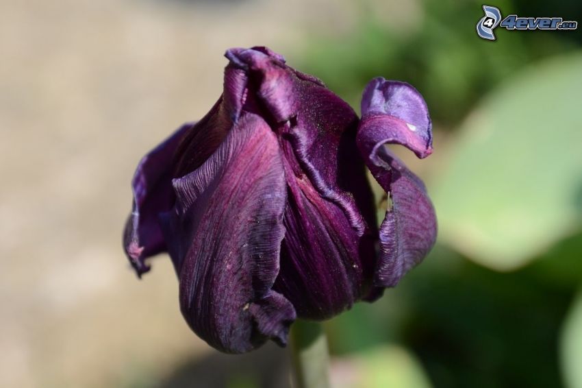 fialový tulipán, suchý kvet
