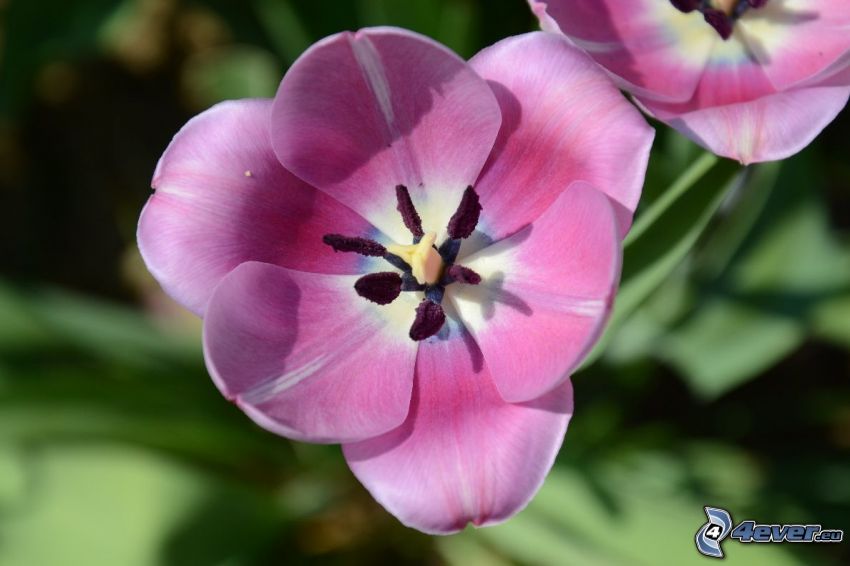 fialový tulipán