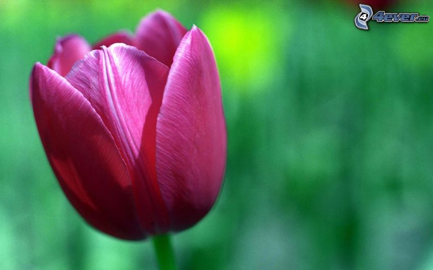 fialový tulipán