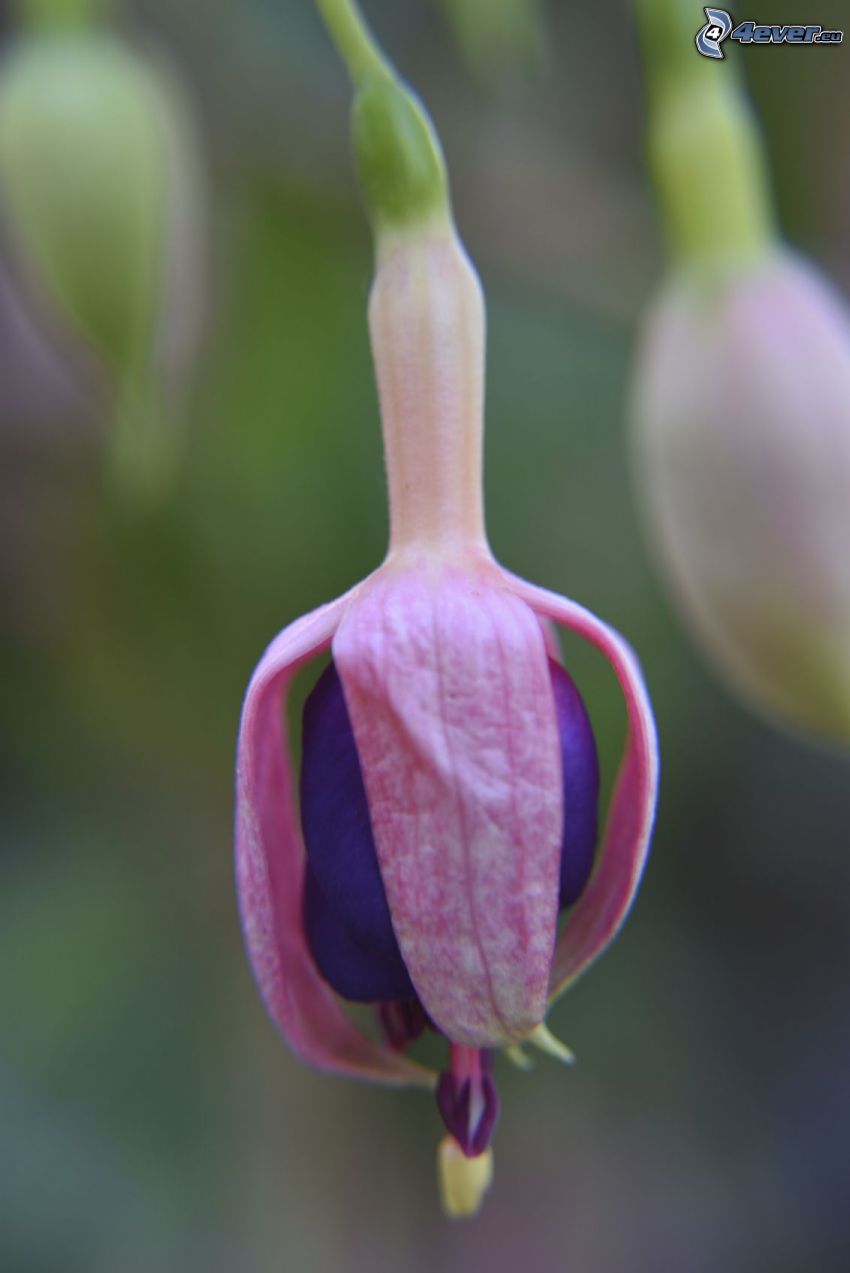 Fuksia, fialový kvet