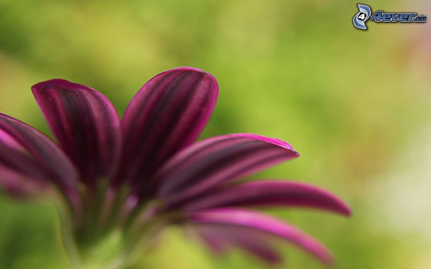 gerbera, fialový kvet
