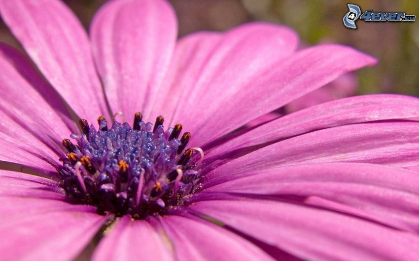 gerbera, fialový kvet