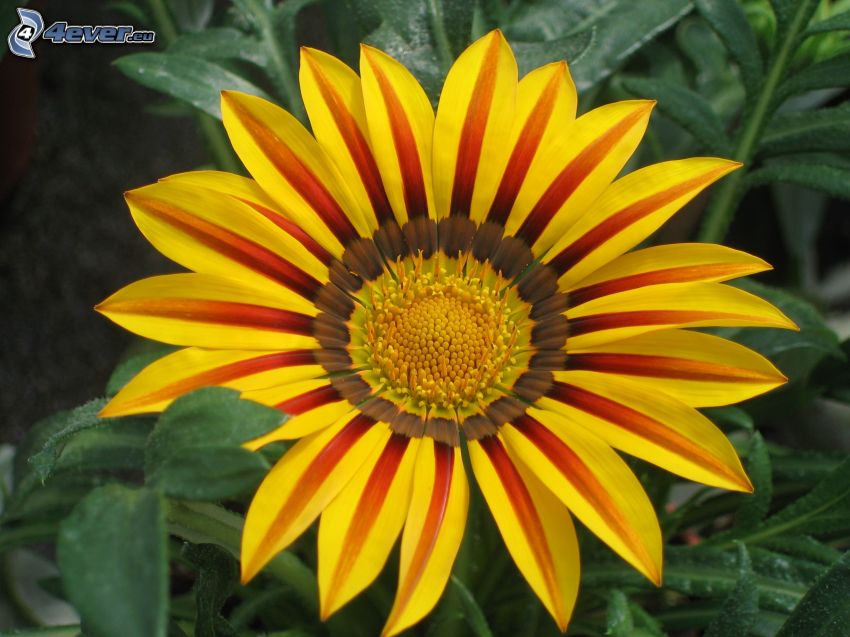 gerbera, žltý kvet