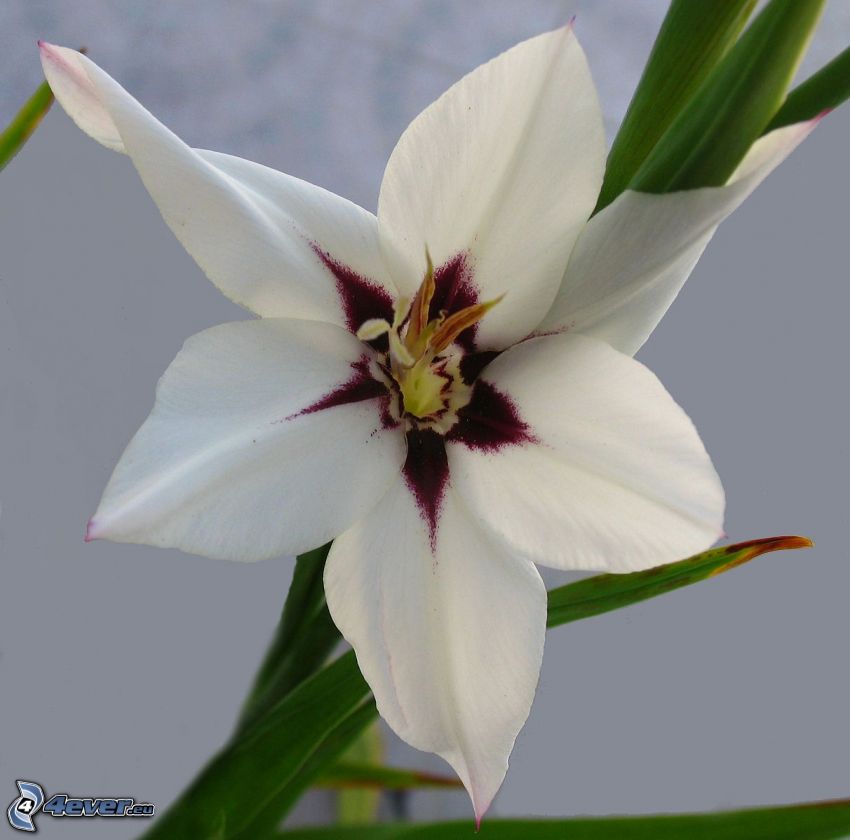 gladioly, biely kvet