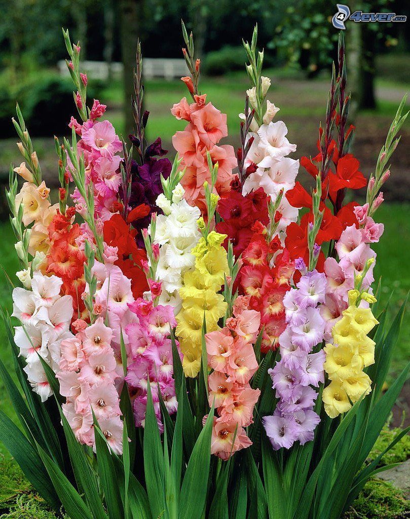 gladioly, farebné kvety