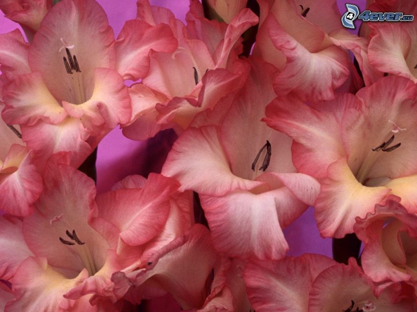 gladioly, fialové kvety